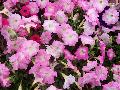 Easy Wave Mystic Pink Petunia / Petunia 